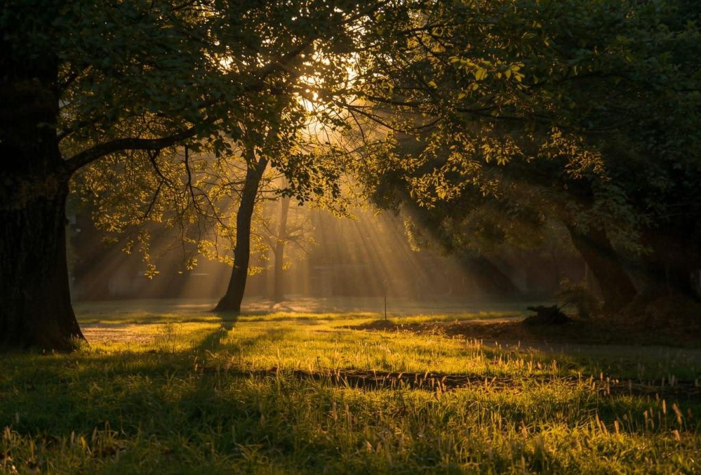 Meadow